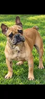 Nala's girl, a female French Bulldog for sale in Jacksonville, TX – 5 of 5