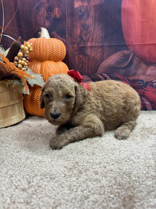 Little Ann's girl (red) – Poodle - Standard  puppy for sale in Jacksonville, TX