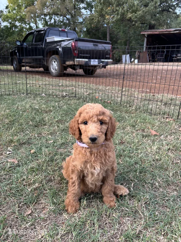 Maya's girl (purple) – Poodle - Standard  puppy for sale in Jacksonville, TX