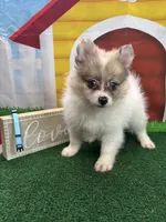 Dollys Parti male (blue), a male Pomeranian for sale in Jacksonville, TX – 1 of 7