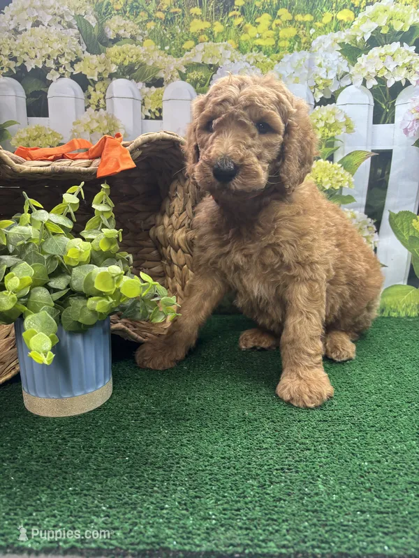 Harper's male (orange) – Poodle - Standard  puppy for sale in Jacksonville, TX