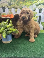 Harper's male (orange), a male Poodle - Standard  for sale in Jacksonville, TX – 1 of 2