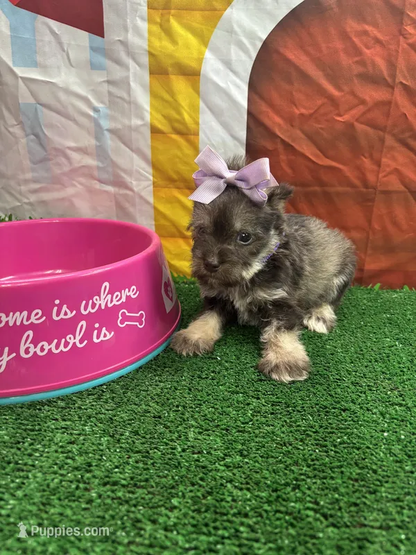 Charlie's girl (purple) – Miniature Schnauzer puppy for sale in Jacksonville, TX