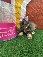 Charlie's girl (purple), a female Miniature Schnauzer for sale in Jacksonville, TX – 1 of 1