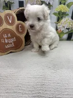 May’s male, a male Maltese for sale in Jacksonville, TX – 3 of 3