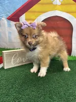 Dolly's girl (purple), a female Pomeranian for sale in Jacksonville, TX – 2 of 3