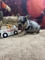Nala's girl, a female French Bulldog for sale in Jacksonville, TX – 2 of 6