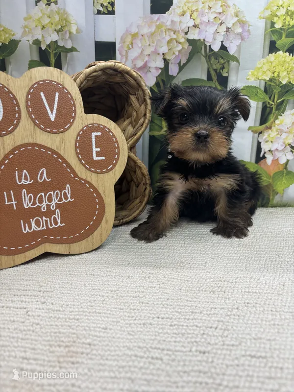 Ellie's male – Yorkshire Terrier puppy for sale in Jacksonville, TX
