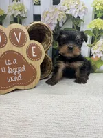 Ellie's male, a male Yorkshire Terrier for sale in Jacksonville, TX – 1 of 1