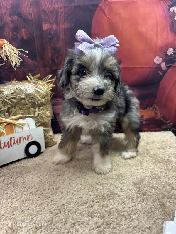 Bluie's girl (purple) – Miniature Aussiedoodle puppy for sale in Jacksonville, TX