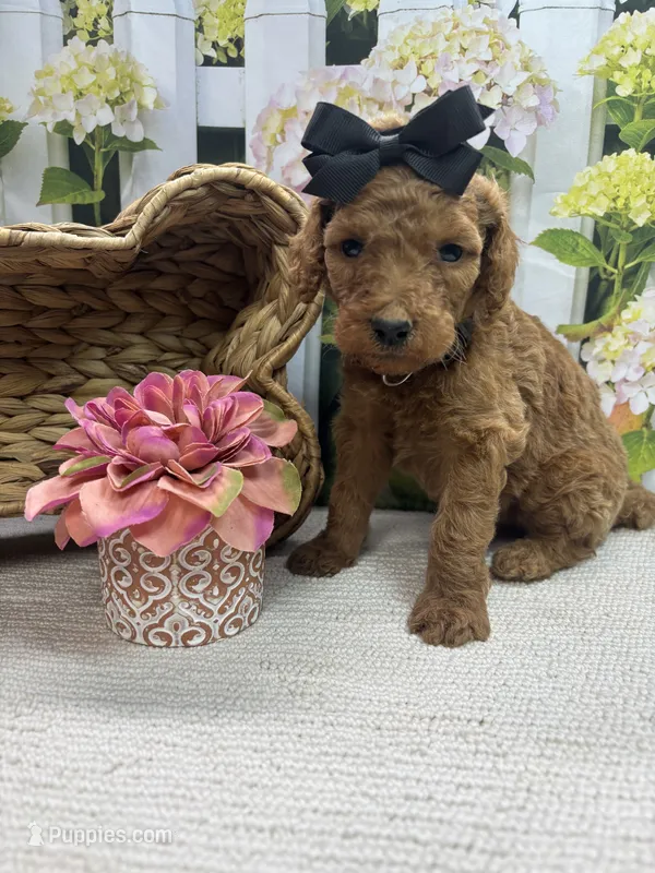 Harper's girl (black) – Poodle - Standard  puppy for sale in Jacksonville, TX