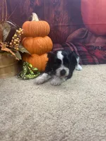 River's boy (green), a male Miniature Schnauzer for sale in Jacksonville, TX – 2 of 2