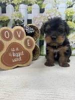 Ellie's male (white), a male Yorkshire Terrier for sale in Jacksonville, TX – 1 of 2
