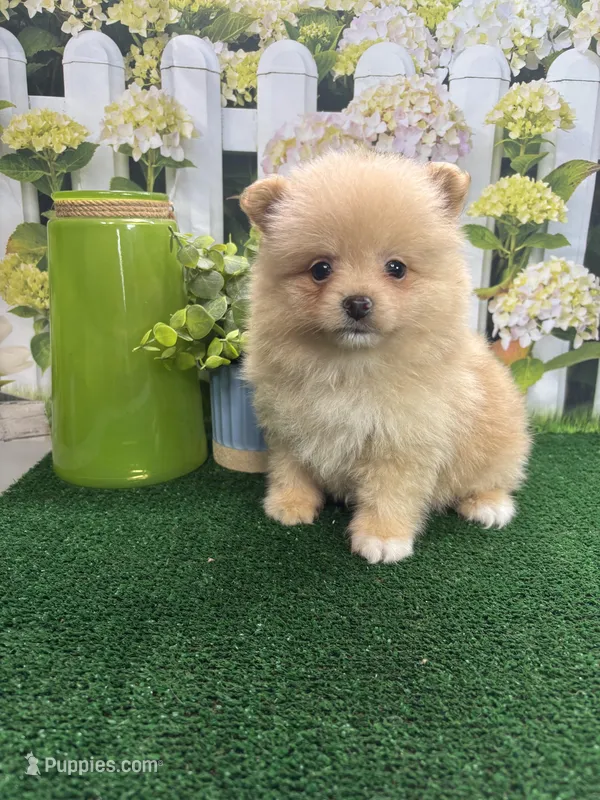 Tinks male – Pomeranian puppy for sale in Jacksonville, TX