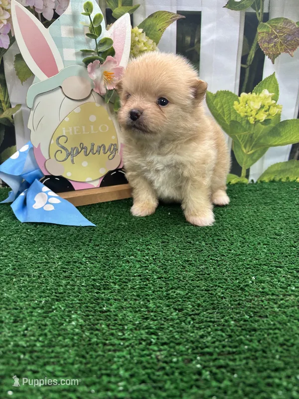 Tinks male – Pomeranian puppy for sale in Jacksonville, TX
