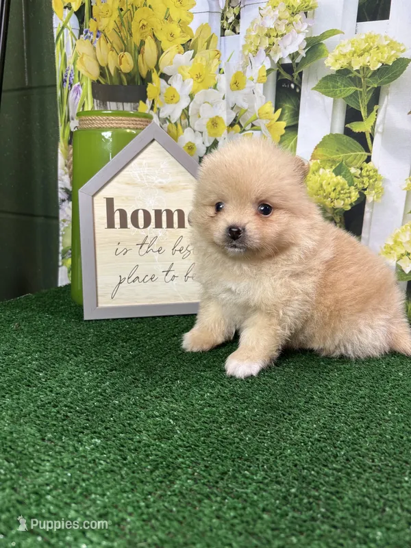 Tinks male – Pomeranian puppy for sale in Jacksonville, TX