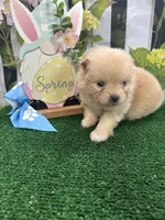 Tinks male, a male Pomeranian for sale in Jacksonville, TX – Photo 2 of 2