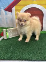 Dollys male (green), a male Pomeranian for sale in Jacksonville, TX – 2 of 7