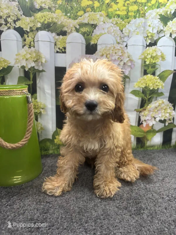 Cubby – Cavapoo puppy for sale in Jacksonville, TX