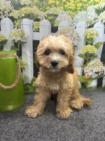 Cubby, a male Cavapoo for sale in Jacksonville, TX – 1 of 3