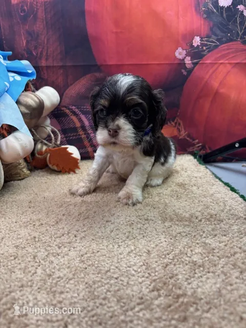 Bunny's male – Cocker Spaniel puppy for sale in Jacksonville, TX