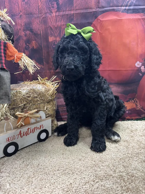 Maya's girl (green) – Poodle - Standard  puppy for sale in Jacksonville, TX