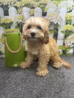 Cubby, a male Cavapoo for sale in Jacksonville, TX – 2 of 3