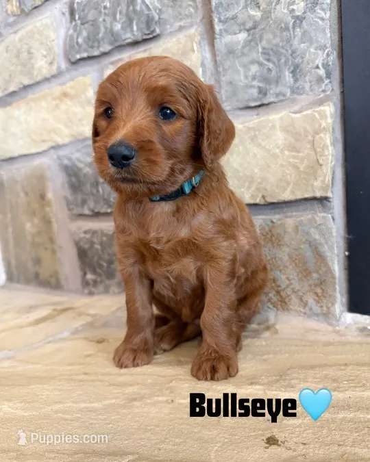 Bullseye – Goldendoodle, Poodle - Standard  puppy for sale in Jacksonville, TX