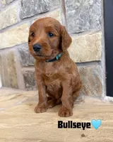Bullseye, a male Goldendoodle and Poodle - Standard  for sale in Jacksonville, TX – 1 of 1