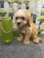 Cubby, a male Cavapoo for sale in Jacksonville, TX – 3 of 3