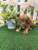 Beth's male, a male Cavapoo for sale in Jacksonville, TX – 2 of 2
