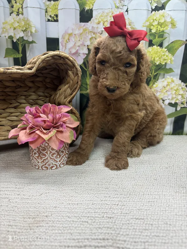 Harper's girl (red) – Poodle - Standard  puppy for sale in Jacksonville, TX