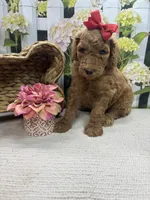 Harper's girl (red), a female Poodle - Standard  for sale in Jacksonville, TX – 1 of 1