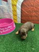 Cher’s girl, a female Miniature Dachshund for sale in Jacksonville, TX – 2 of 2