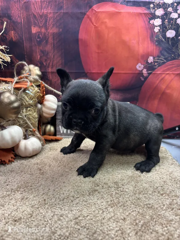 Cami's male (Black) – French Bulldog puppy for sale in Jacksonville, TX