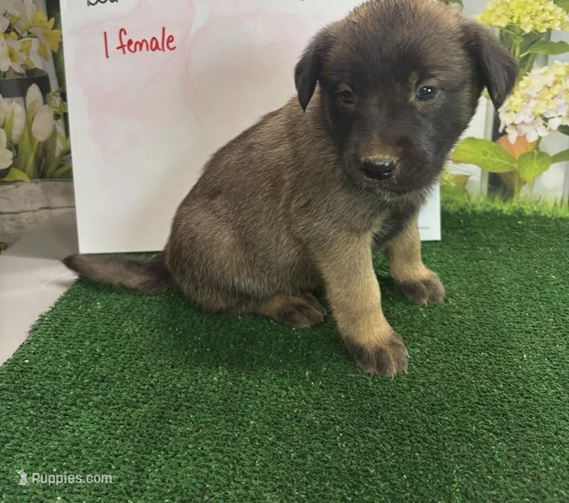 Sandy’s girl – Belgian Malinois, Golden Retriever puppy for sale in Jacksonville, TX
