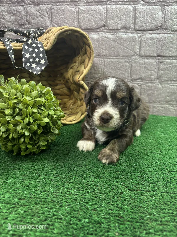 Dawn's male (black) – Miniature Aussiedoodle puppy for sale in Jacksonville, TX