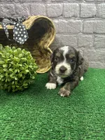 Dawn's male (black), a male Miniature Aussiedoodle for sale in Jacksonville, TX – 1 of 2