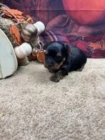 Ellie's male, a male Yorkshire Terrier for sale in Jacksonville, TX – 2 of 2