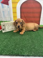 Piper's Male (gray), a male Miniature Dachshund for sale in Jacksonville, TX – 2 of 6