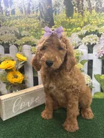 Little Ann's girl (purple), a female Poodle - Standard  for sale in Jacksonville, TX – Photo 1 of 2