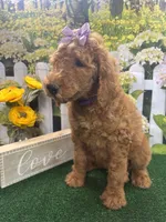 Little Ann's girl (purple), a female Poodle - Standard  for sale in Jacksonville, TX – Photo 2 of 2