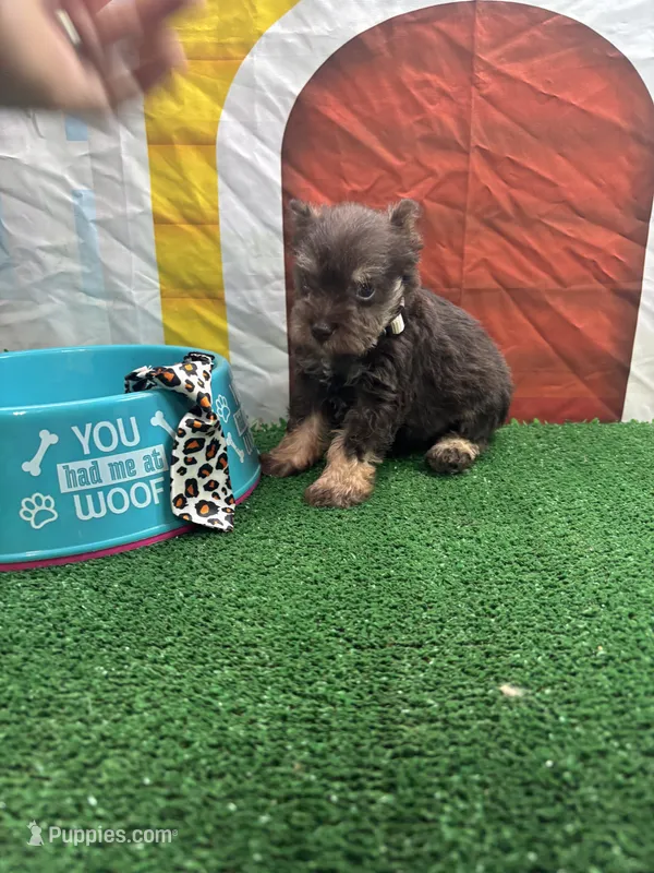 Charlie's male (white) – Miniature Schnauzer puppy for sale in Jacksonville, TX