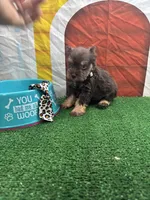 Charlie's male (white), a male Miniature Schnauzer for sale in Jacksonville, TX – 1 of 1