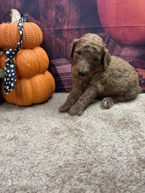 Little Ann's boy – Poodle - Standard  puppy for sale in Jacksonville, TX