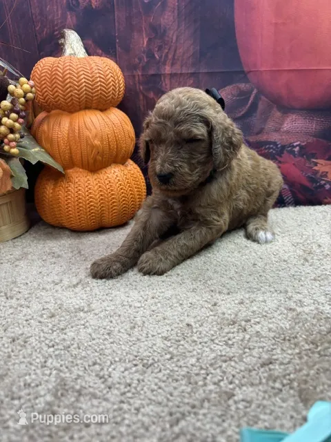 Little Ann's girl (black) – Poodle - Standard  puppy for sale in Jacksonville, TX