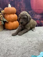 Little Ann's girl (black), a female Poodle - Standard  for sale in Jacksonville, TX – 1 of 1