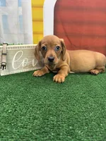Piper's Male (gray), a male Miniature Dachshund for sale in Jacksonville, TX – 1 of 6