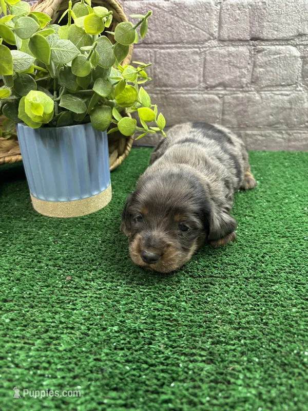 Tallulah's male – Miniature Dachshund puppy for sale in Jacksonville, TX