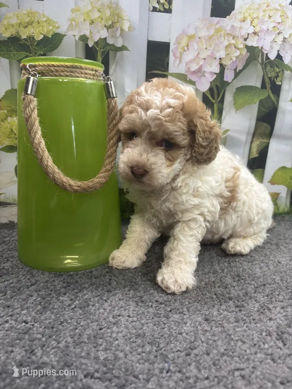 Bambi's male (parti) – Poodle - Miniature  puppy for sale in Jacksonville, TX